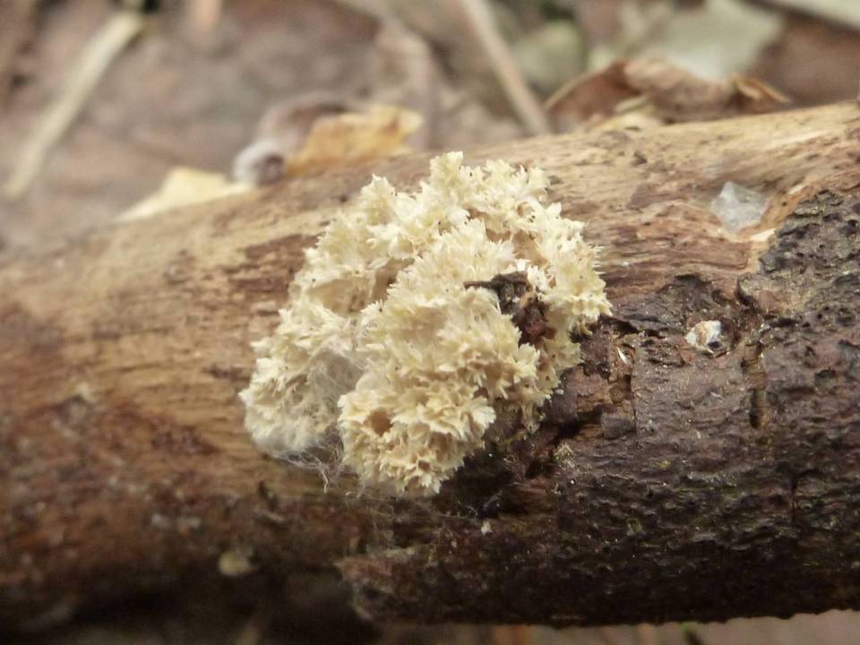 Postia ptychogaster image