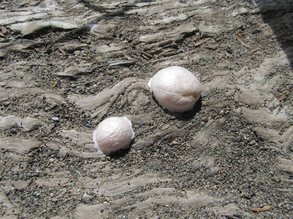 Reticularia lycoperdon image
