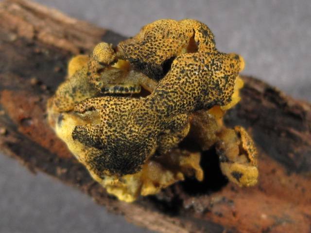 Thuemenella cubispora image