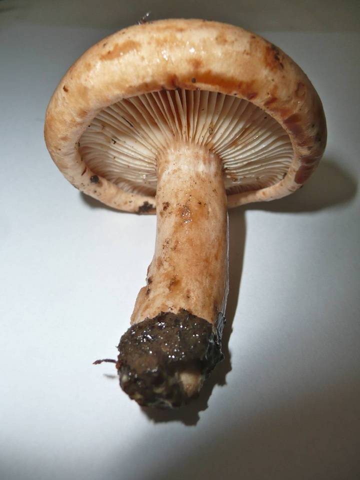 Lactarius pallidus image