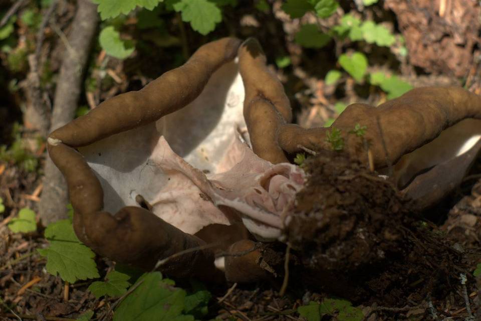 Gyromitra californica image