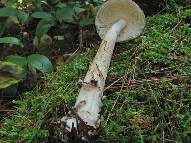 Amanita borealisorora image