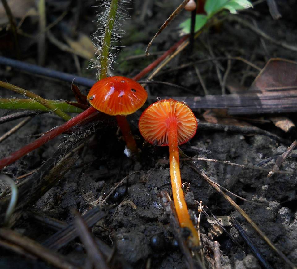 Hygrocybe minutula image