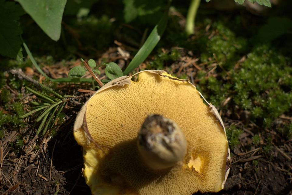 Suillus ochraceoroseus image