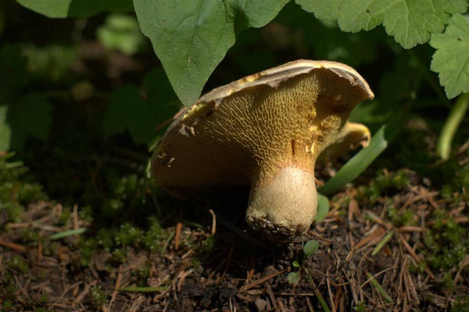 Suillus ochraceoroseus image