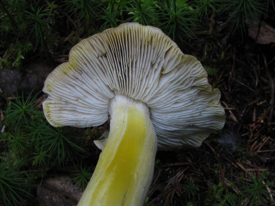 Tricholoma viridilutescens image