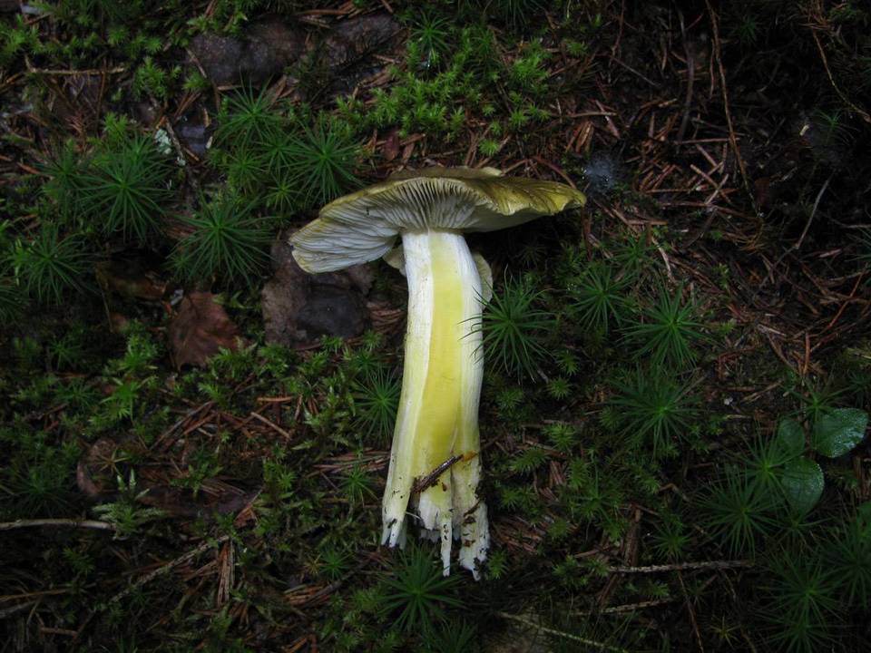 Tricholoma viridilutescens image