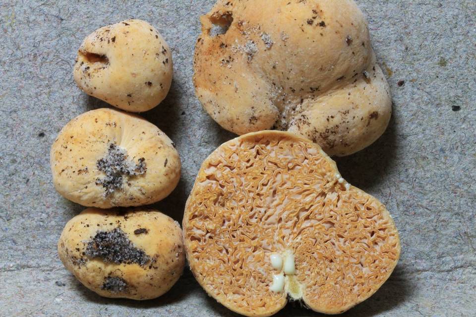 Zelleromyces major image