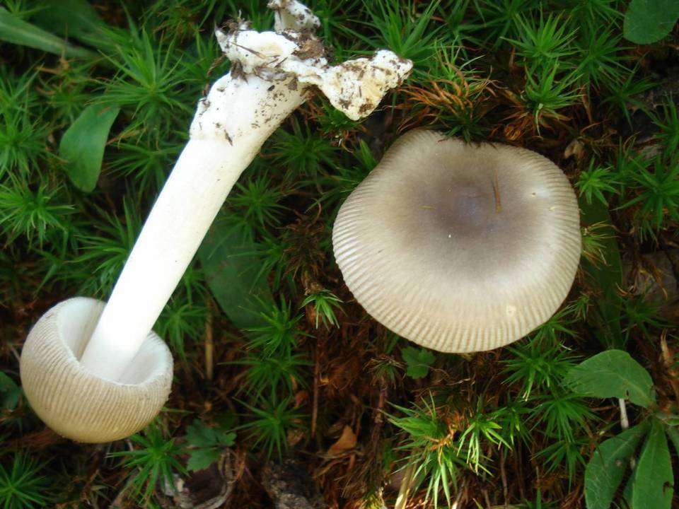 Amanita longicuneus image
