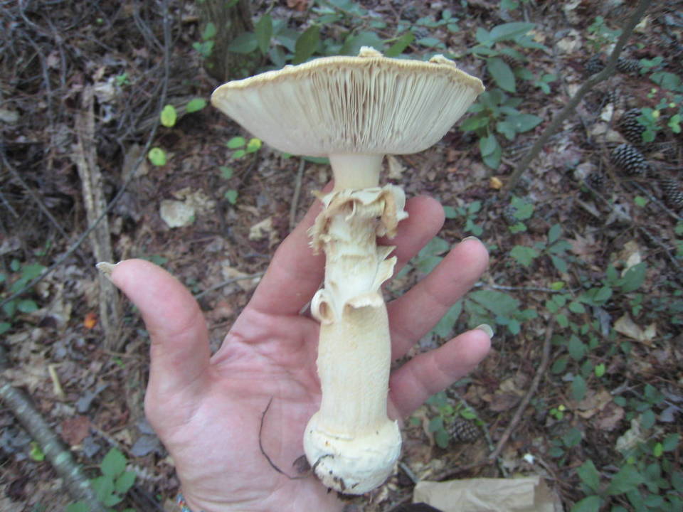Amanita roseitincta image