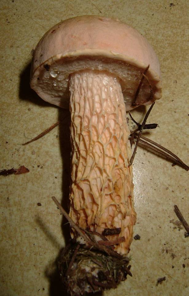 Austroboletus subflavidus image