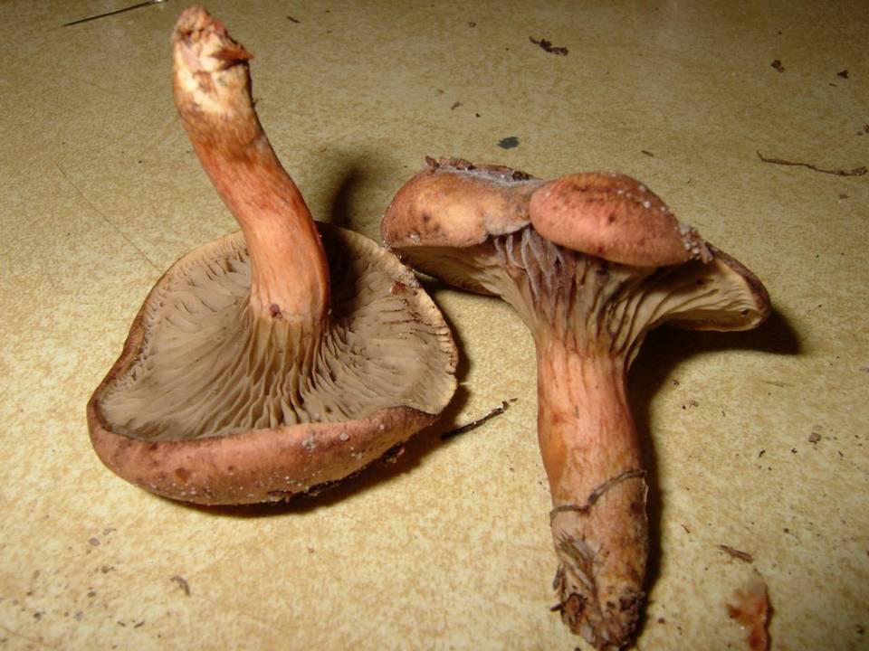 Phylloporopsis boletinoides image