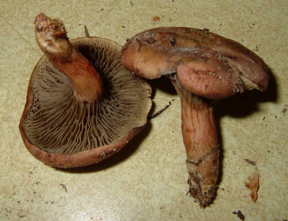 Phylloporopsis boletinoides image