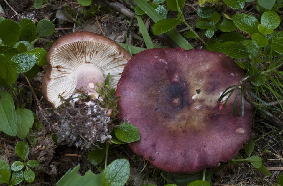 Russula torulosa image