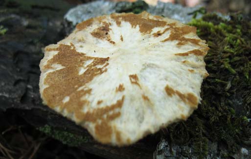 Polyporus ciliatus image