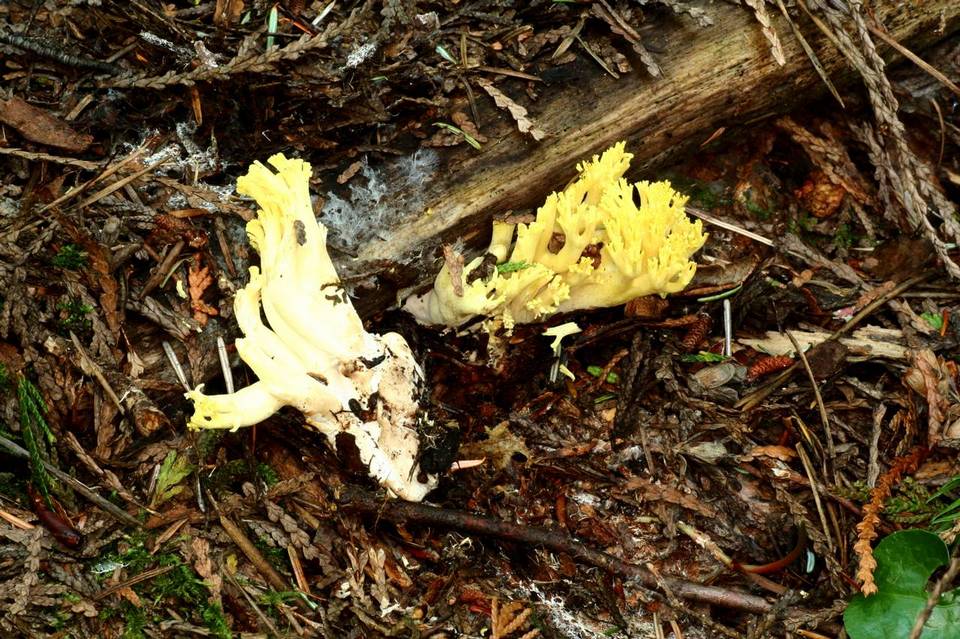 Ramaria cystidiophora var. cystidiophora image