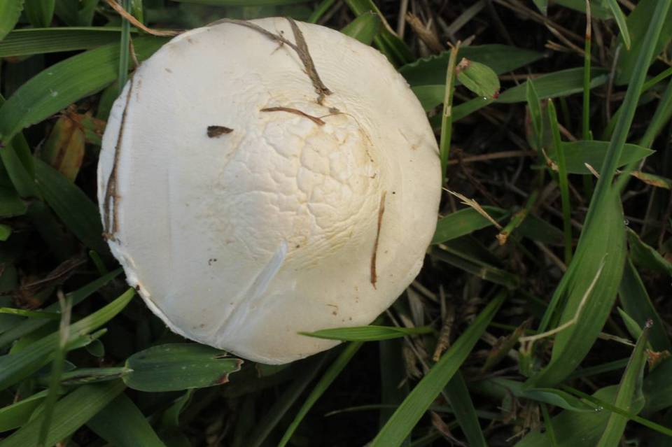Agaricus andrewii image