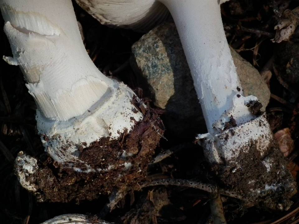 Amanita alpina image