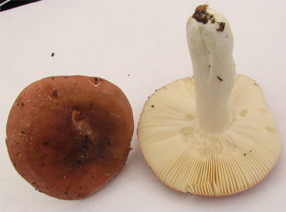 Russula turci image