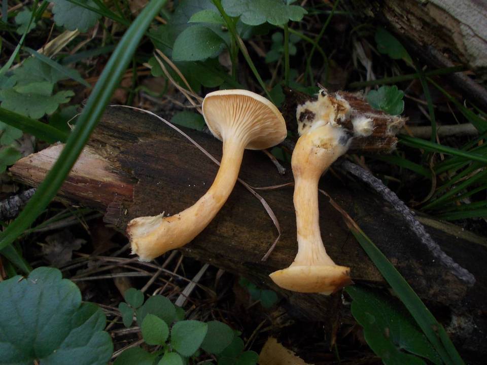 Hygrophoropsis macrospora image
