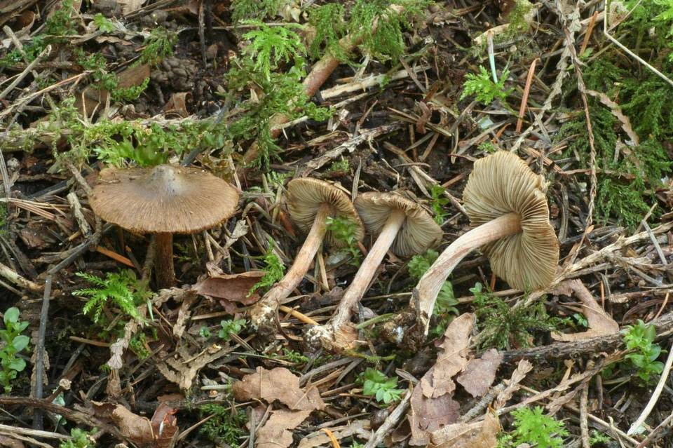 Inocybe amblyspora image