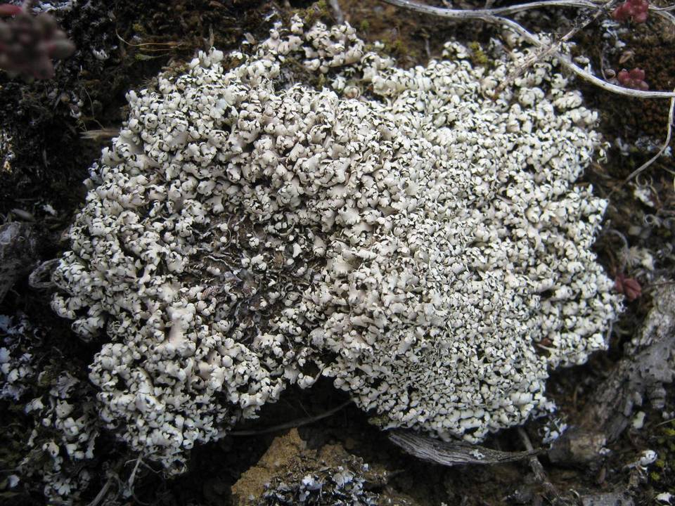 Cladonia petrophila image