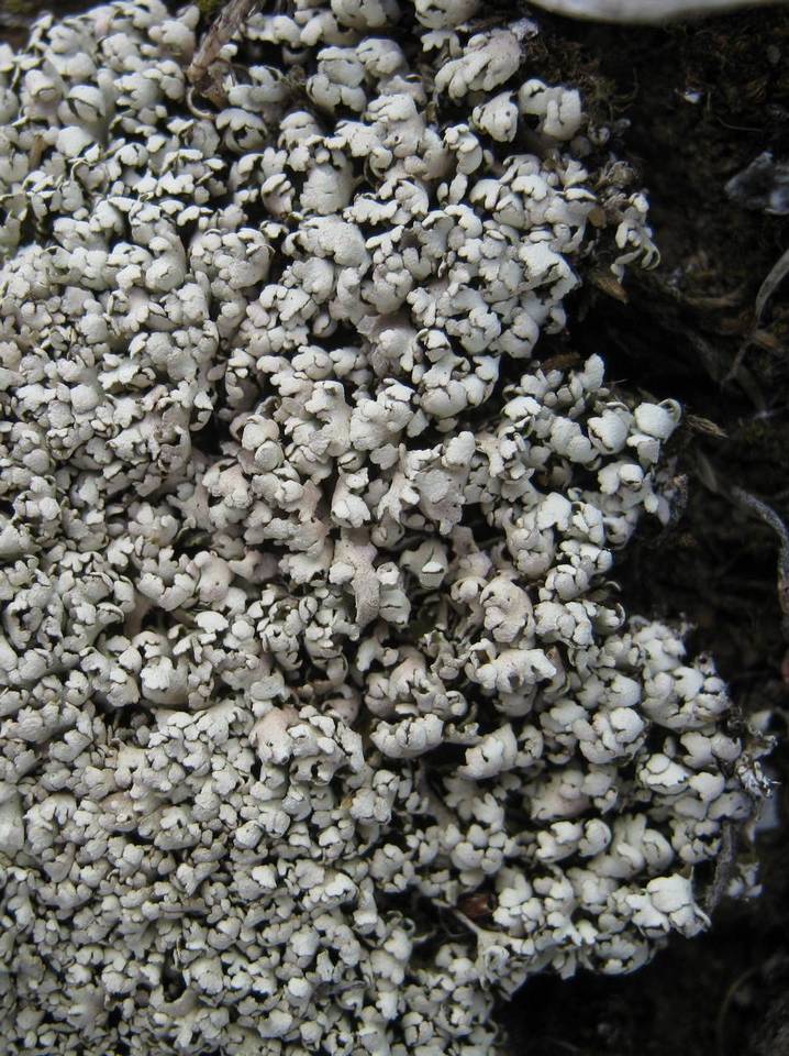 Cladonia petrophila image