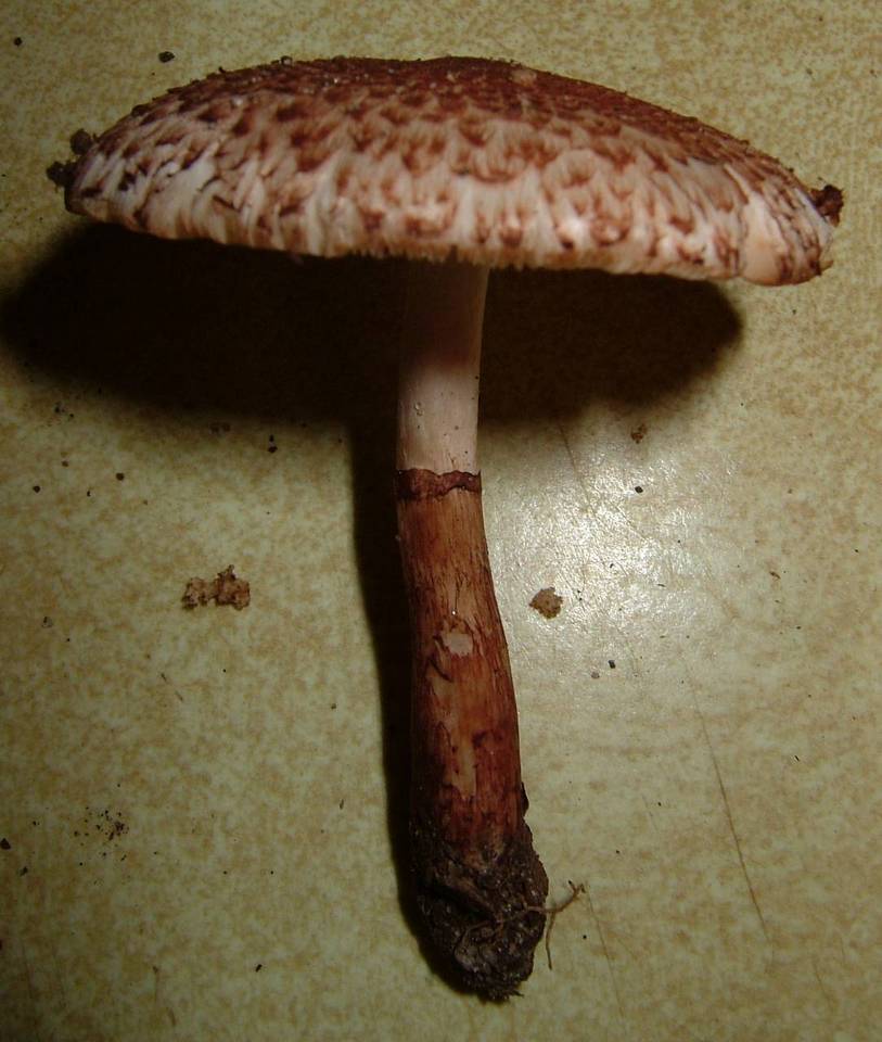 Leucocoprinus brunnescens image