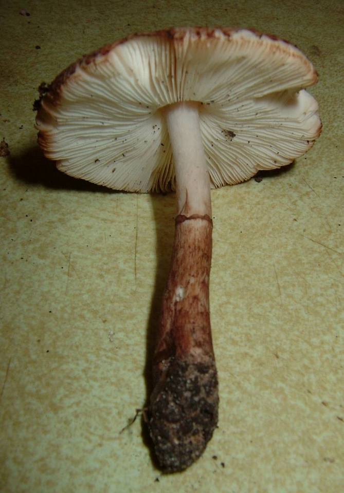 Leucocoprinus brunnescens image