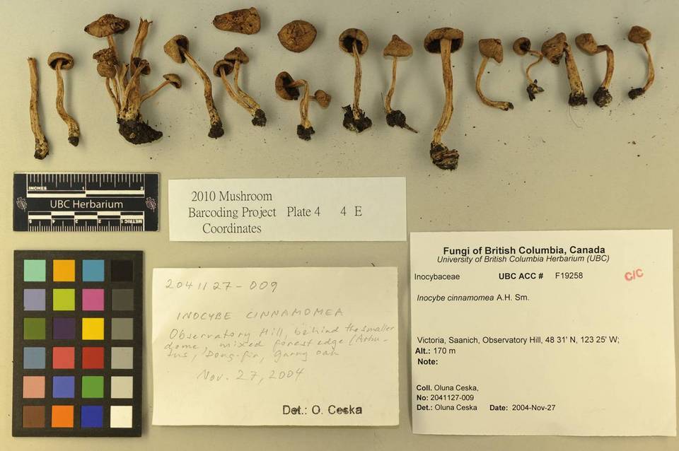 Inocybe cinnamomea image
