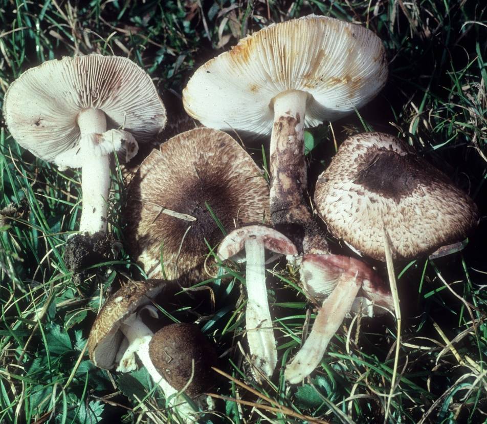 Leucoagaricus brunnescens image