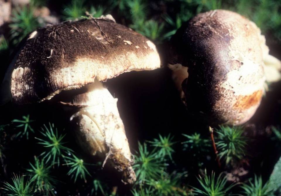 Leucoagaricus brunnescens image