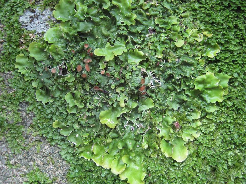Lobaria virens image