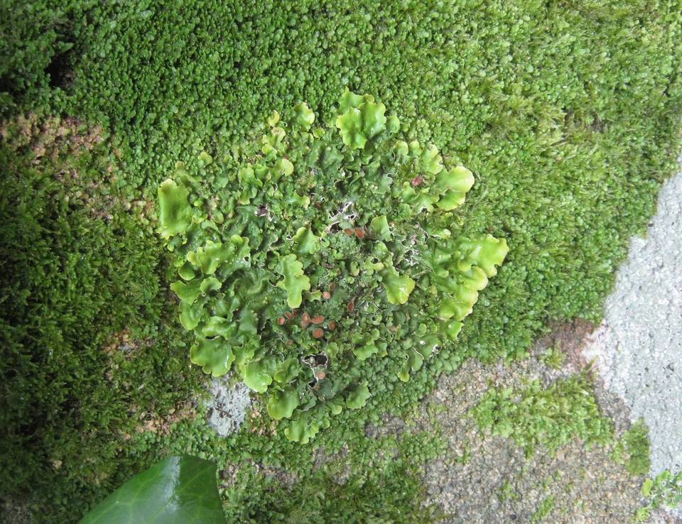 Lobaria virens image