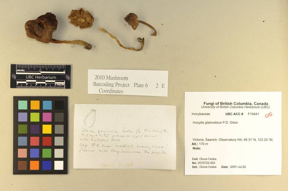 Inocybe glabrodisca image