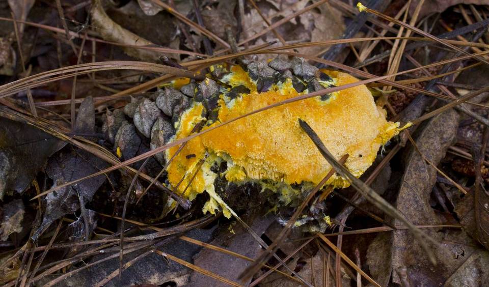 Auriporia aurea image