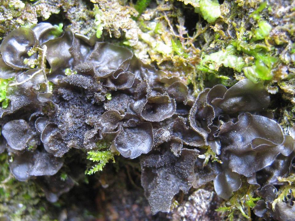 Leptogium hibernicum image