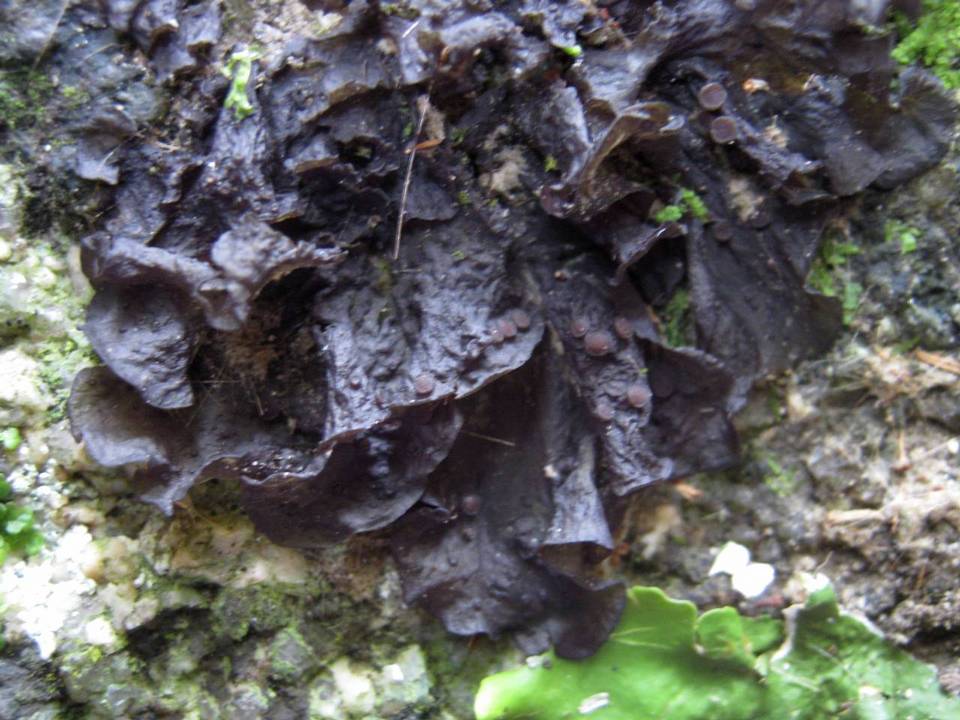 Leptogium cochleatum image
