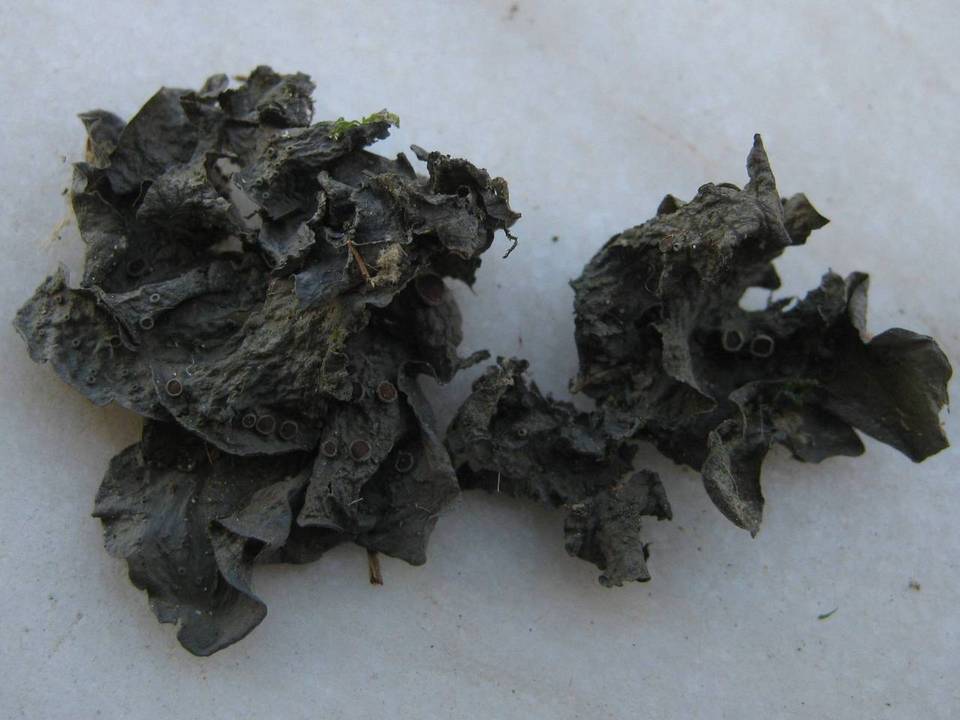 Leptogium cochleatum image