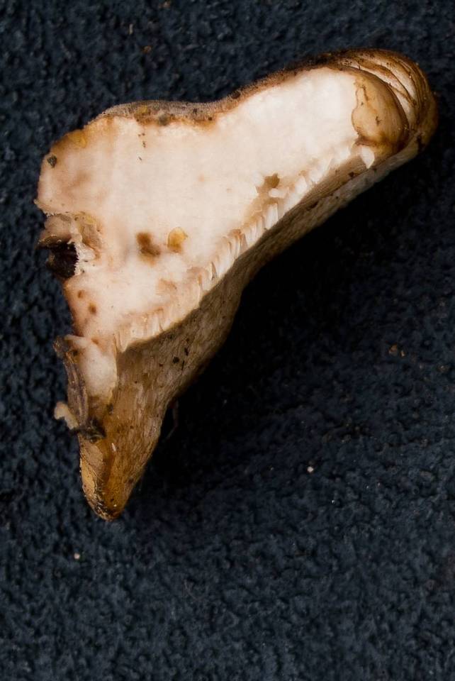 Amylocystis lapponica image