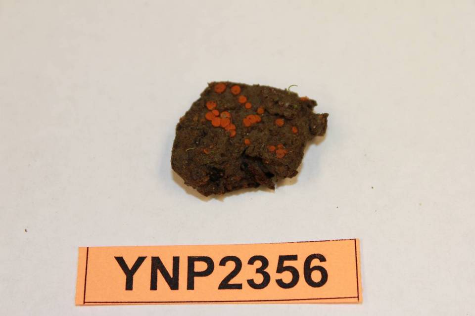 Lamprospora crechqueraultii image