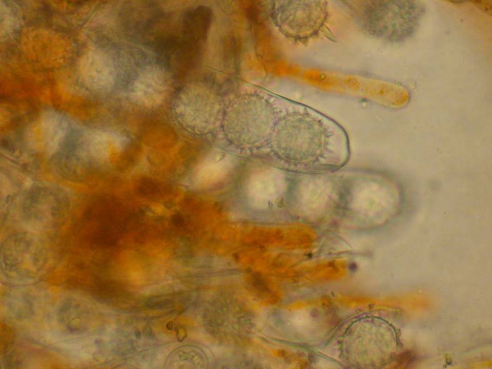 Lamprospora crechqueraultii image