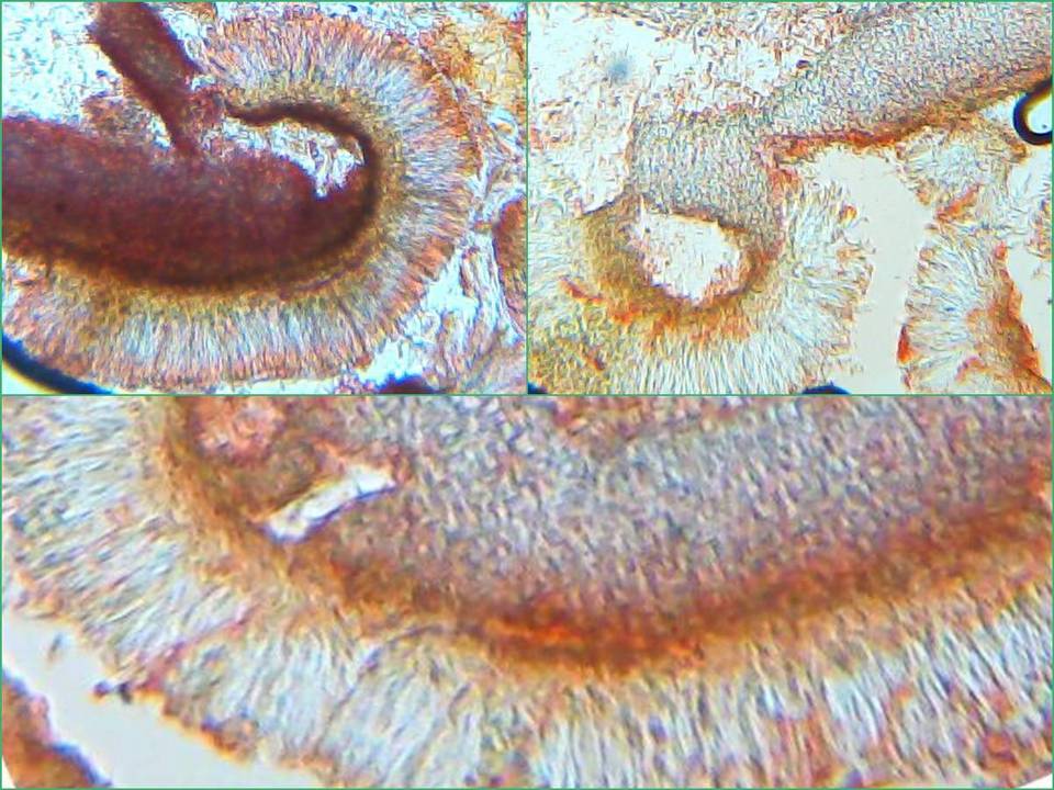 Collema bachmanianum image