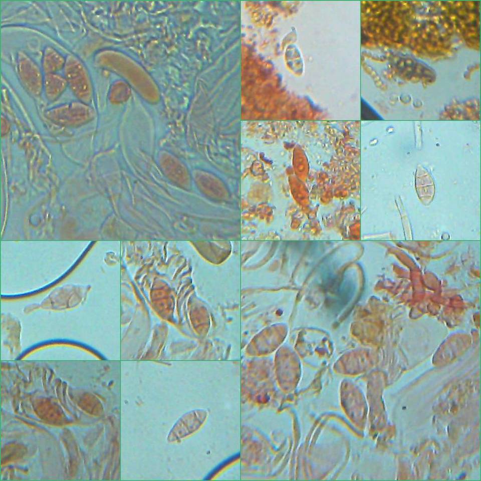 Collema bachmanianum image