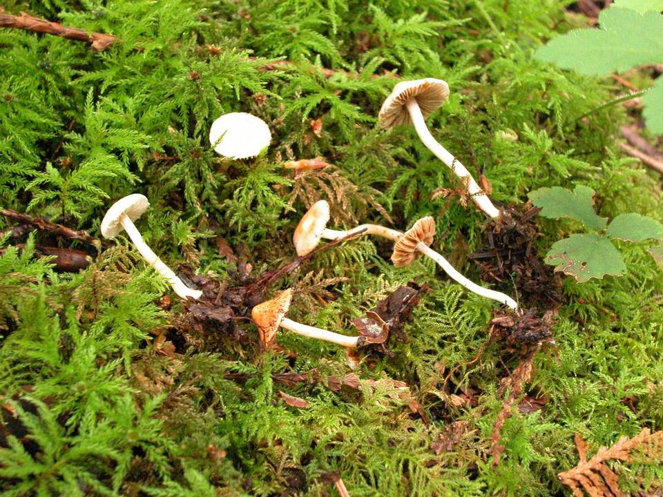 Inocybe armeniaca image