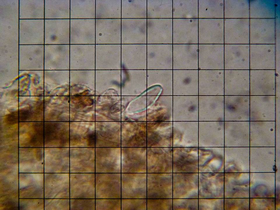 Amylocystis lapponica image