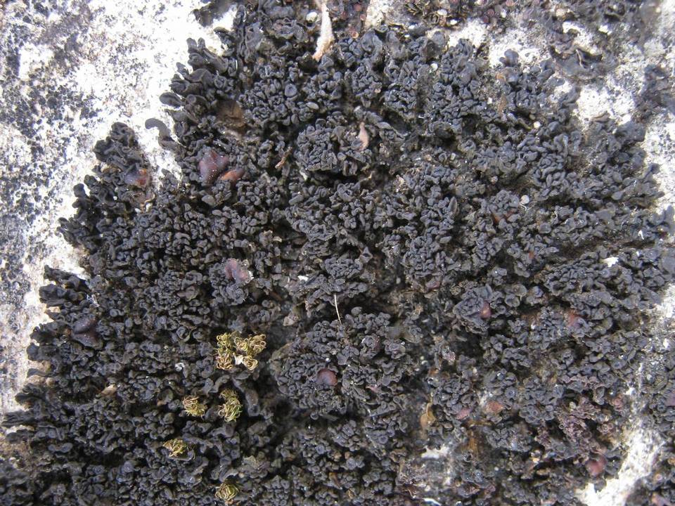 Collema bachmanianum image