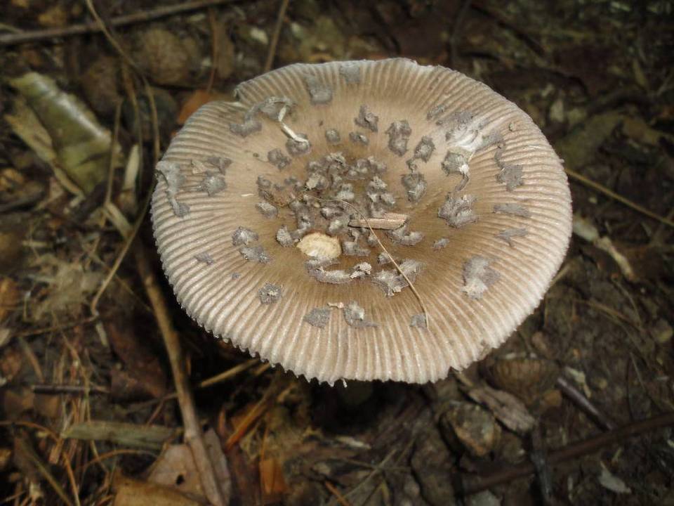 Amanita borealisorora image