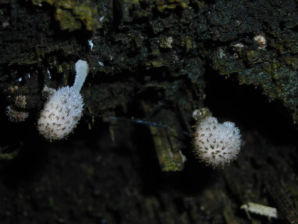 Coprinopsis subtigrinella image