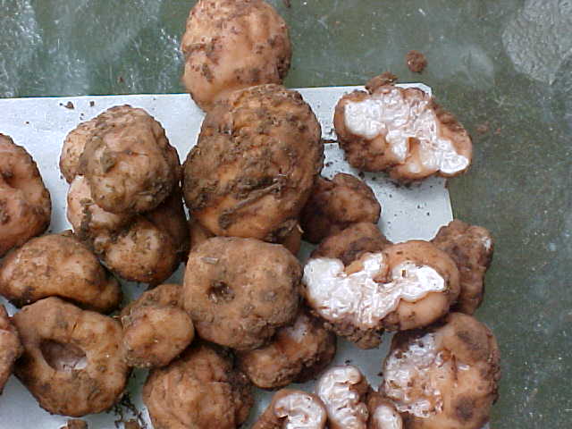Barssia oregonensis image